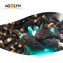 High Quality Cultivated Dried Morels Conica Mushroom For France